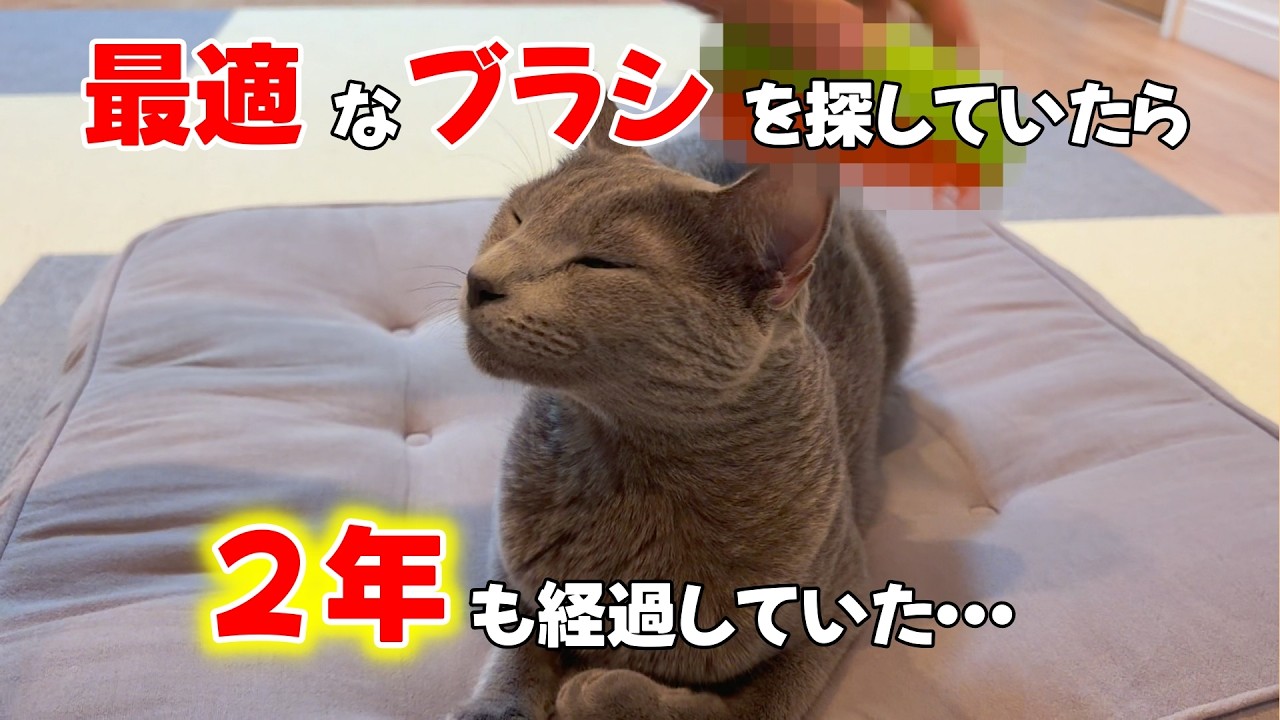 ブラッシング嫌いなネコが認めた唯一のブラシ