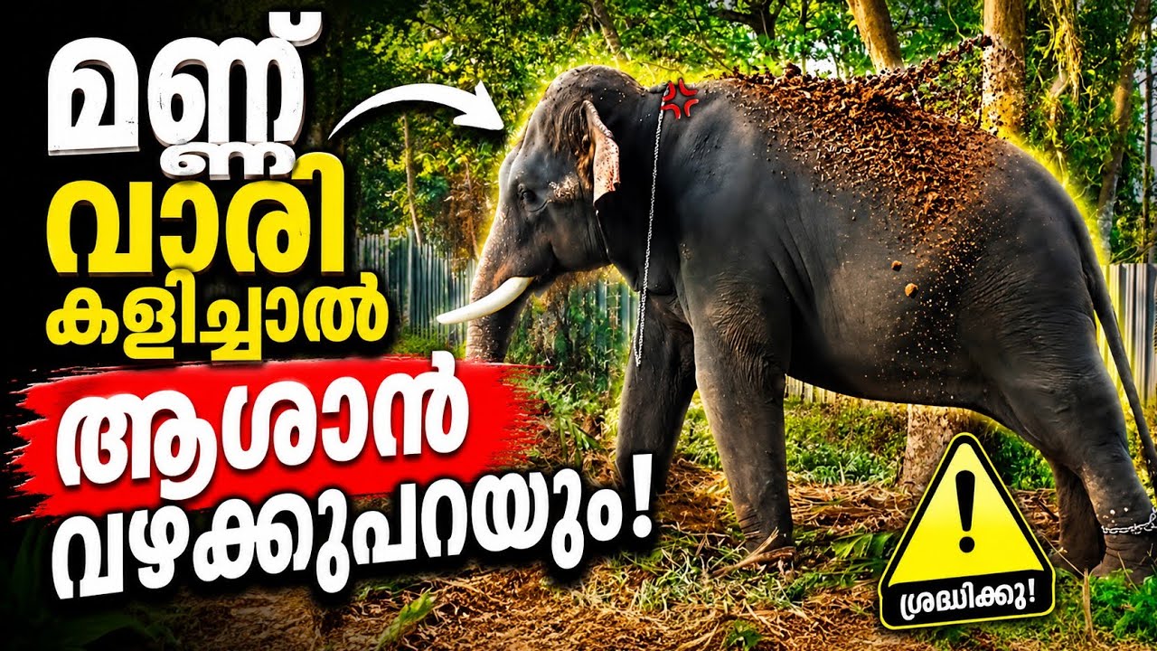 മണ്ണിൽ കളിക്കാൻ ആശാൻ സമ്മതിക്കൂല..ആനക്കുട്ടി 