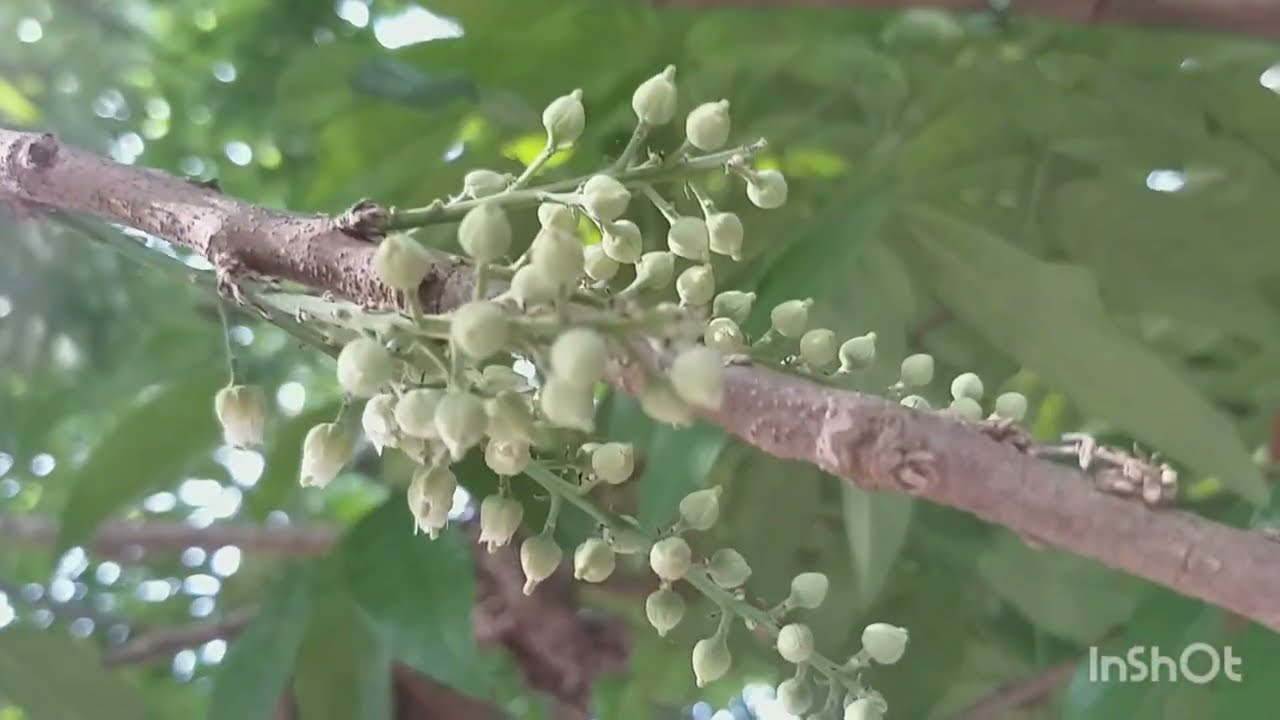QUE FRUTA E ESSA??VC CONHECE?