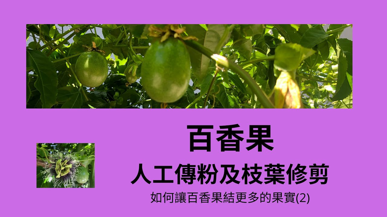 百香果---人工傳粉及枝葉修剪,  如何讓百香果結更多的果實(2)