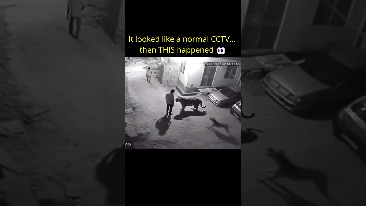 Tiger Attack Man 😳 Viral Video  #trending #shorts #tiger #attack #viralvideo #angrytiger