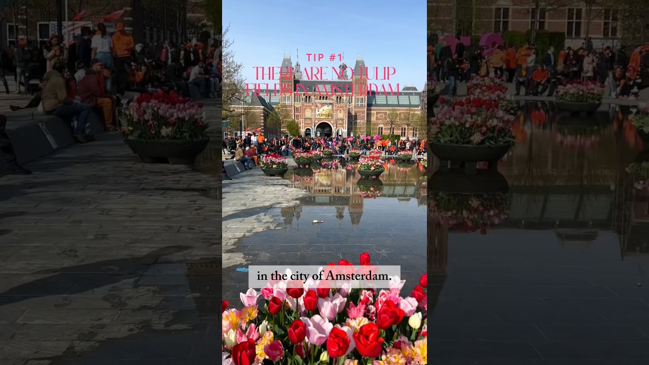 Planning a trip to see TULIPS IN THE NETHERLANDS? 🇳🇱 #amsterdam #tulips #netherlands