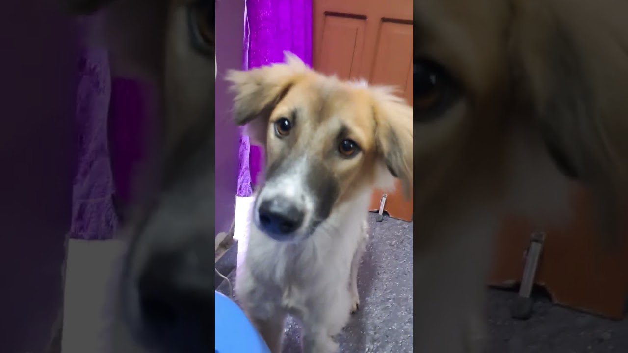 A Dangerous Dog? 😳 | Bhalu Kumar Funny & Cute Moment | DigiTatva Shorts