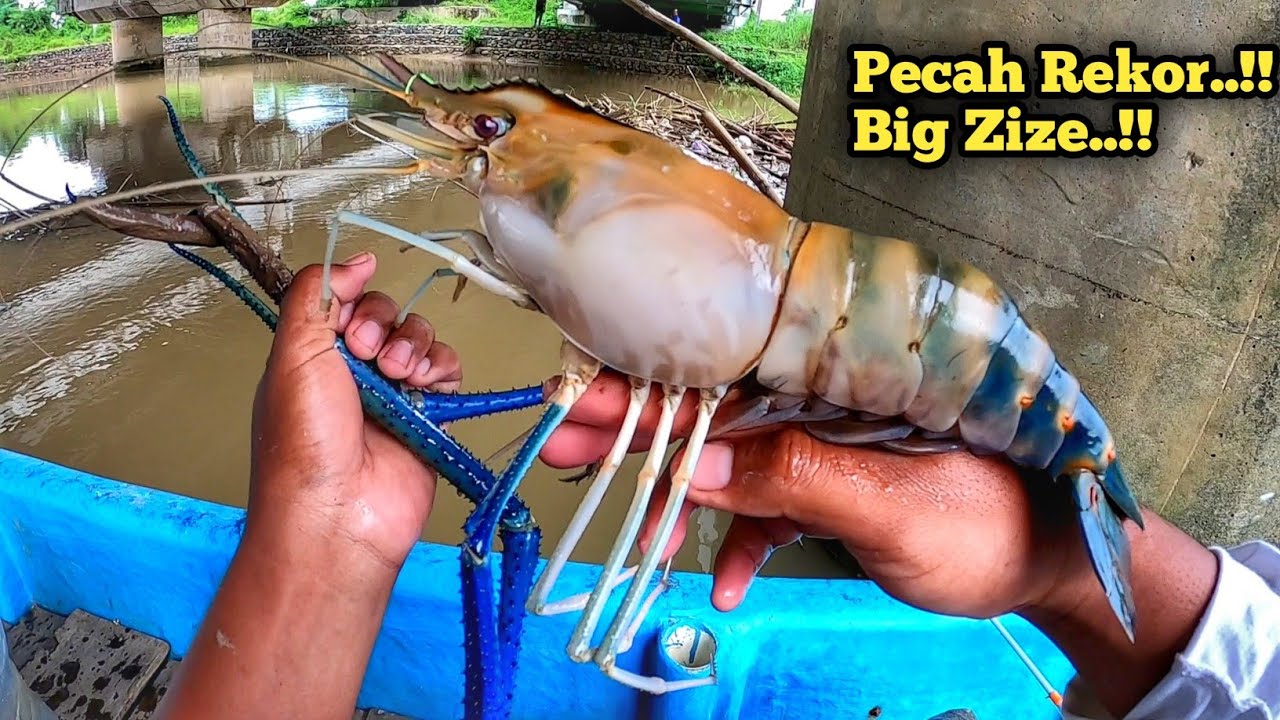 Tangan Sampai Gemetar..!! Udang Galah Monster Penunggu Tiang Jembatan Berhasil Di Pancing..!!
