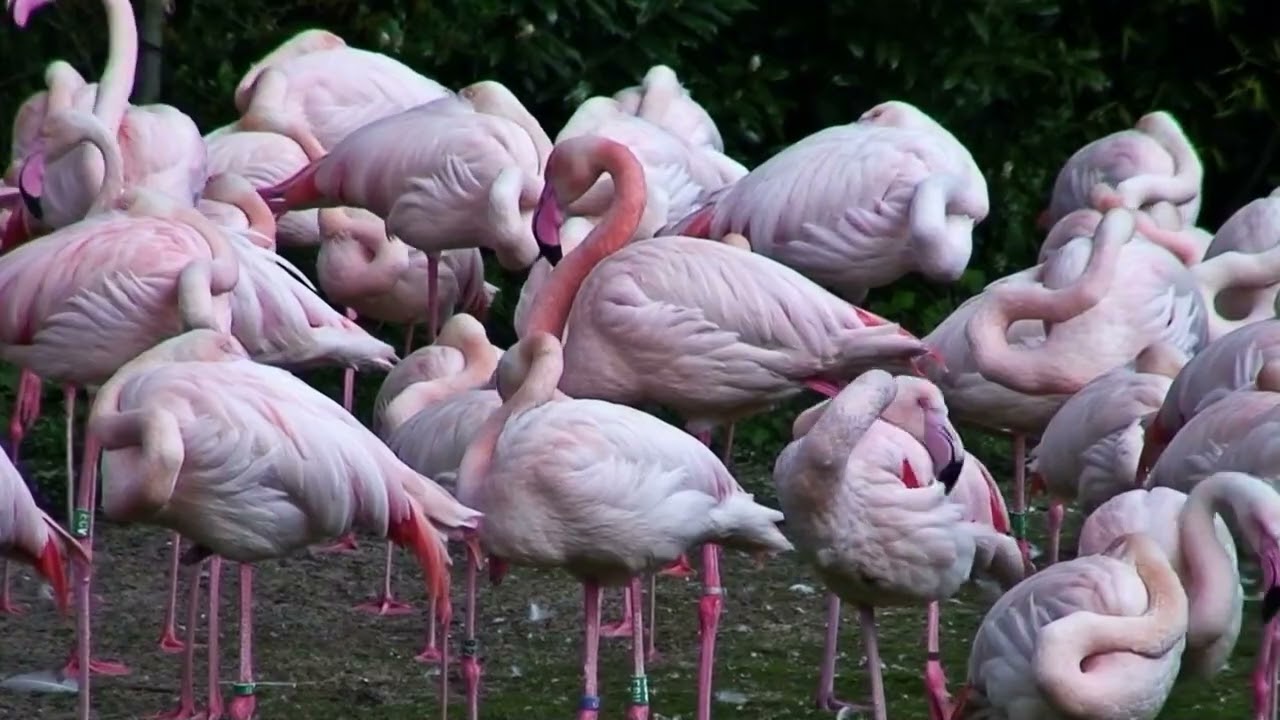 Vogels van Blijdorp ZOO