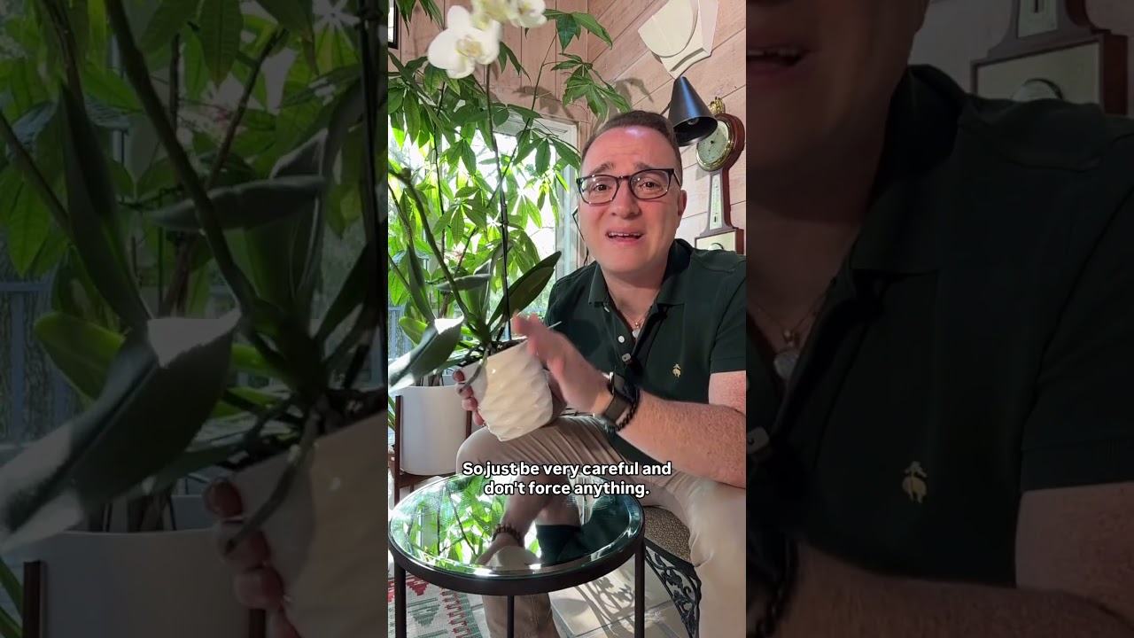 Staking an orchid flower stalk to save space