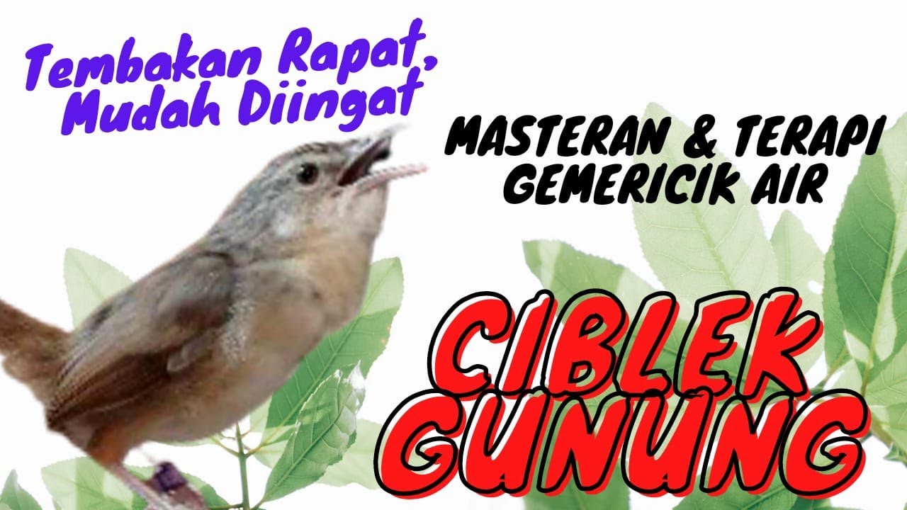TEMBAKAN CIBLEK GUNUNG MASTERAN & TERAPI GEMERICIK AIR MUDAH MASUK  #ciblekgunung #masteranburung