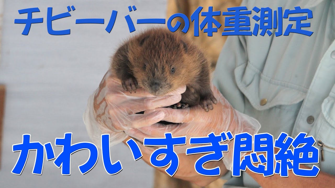 ビーバーの赤ちゃん【2】チビーバーの体重測定！
