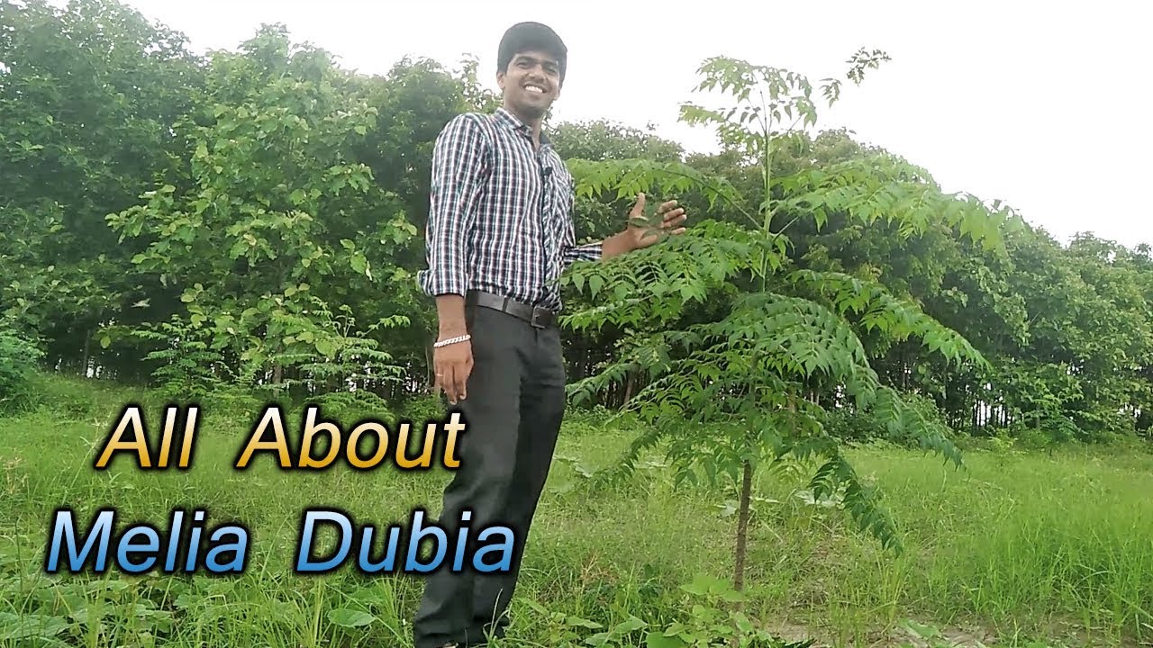Melia Dubia Complete Information | Malbari Neem ki Puri jankari