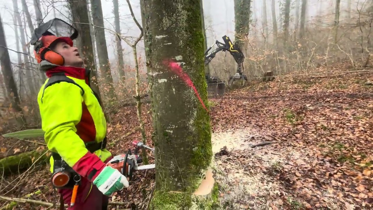 Große buche fällen mit Stihl ms 462 c 🥵🥵🥵