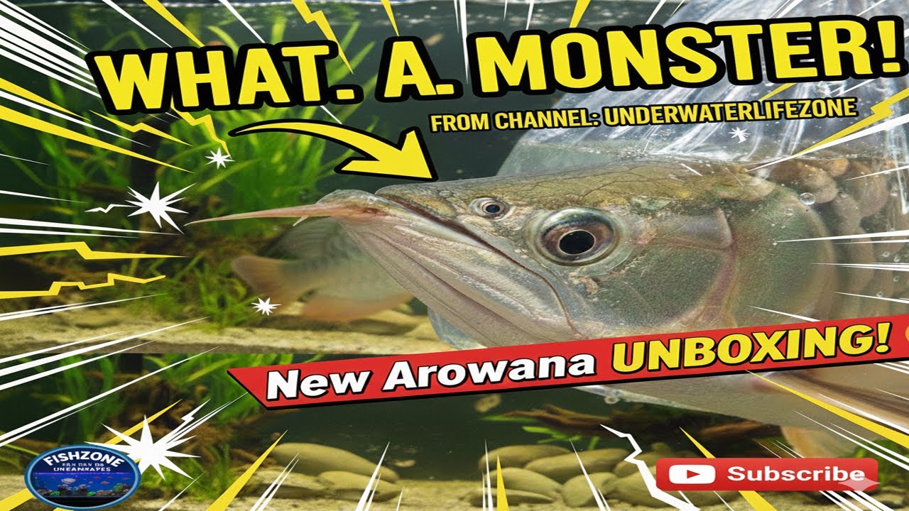 This Silver Arowana Just Arrived Look at Its Size! #ytshorts #trending #viral #shorts #ytshorts #yt