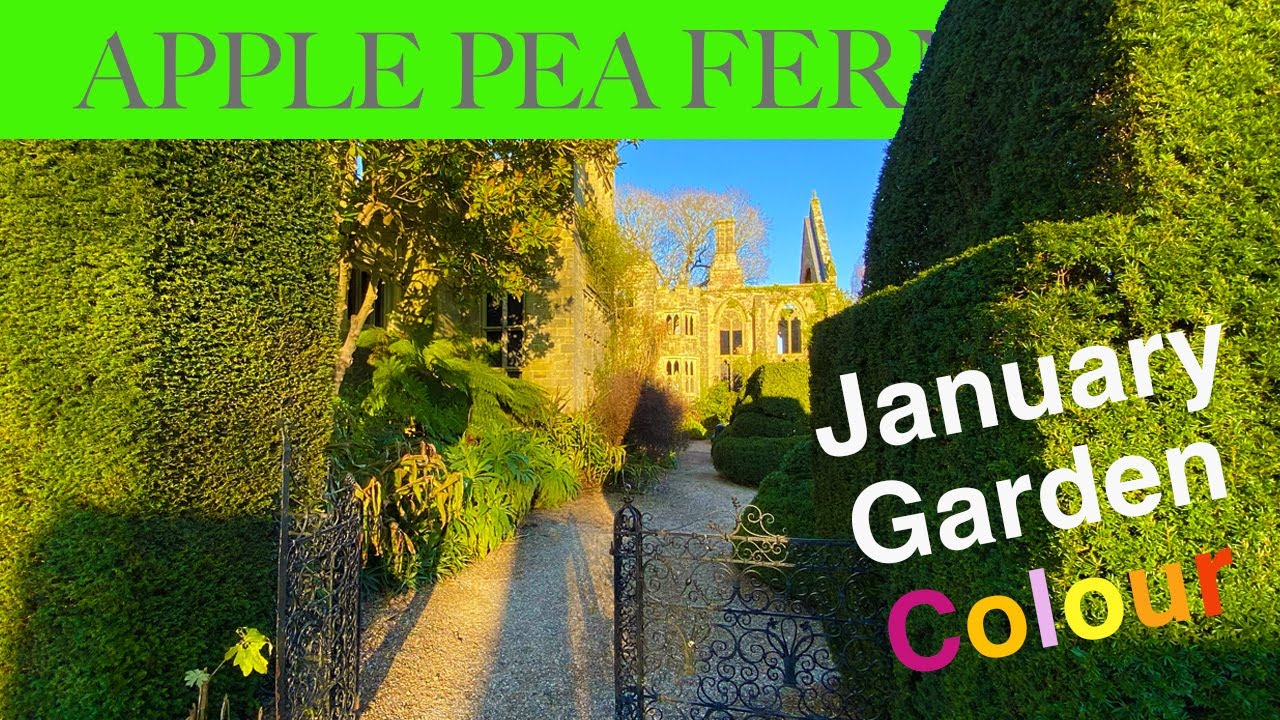 January Garden Colour and Interest: Nymans Softens Our Bleakest Month with Scent and Texture too.