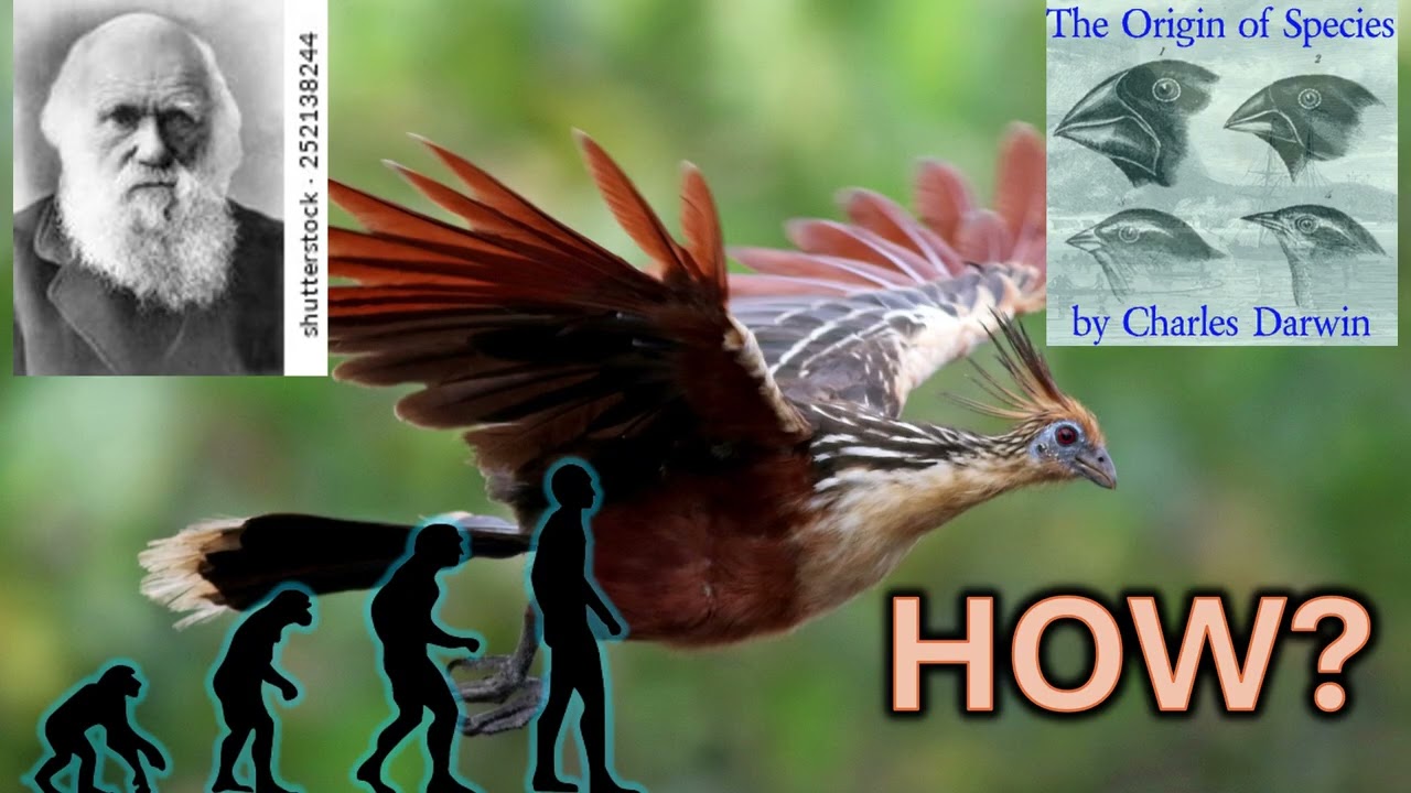 The Strangest of Birds