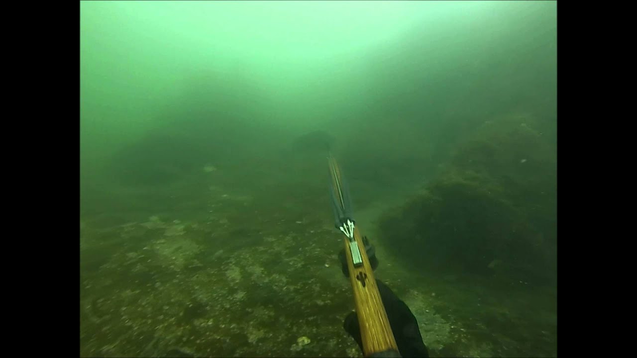 Spearfishing in Buzzards Bay