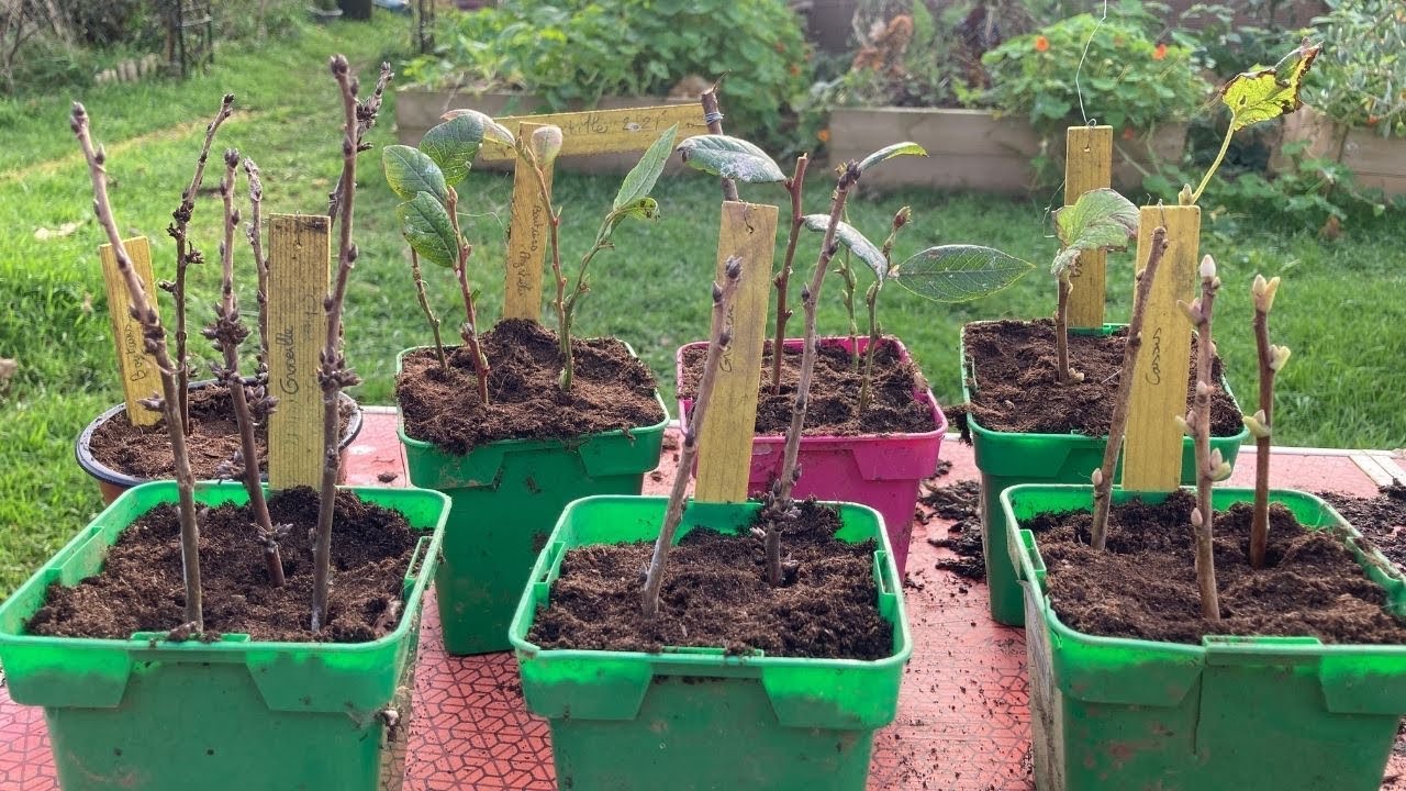 Faire des boutures