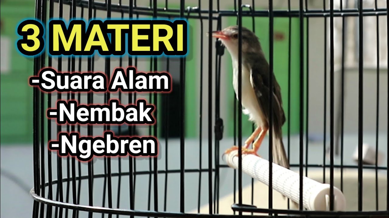 Prenjak Klik Klik Gacor Nembak Ngebren Panjang, 3 Materi || Untuk Pancingan Klik Klik
