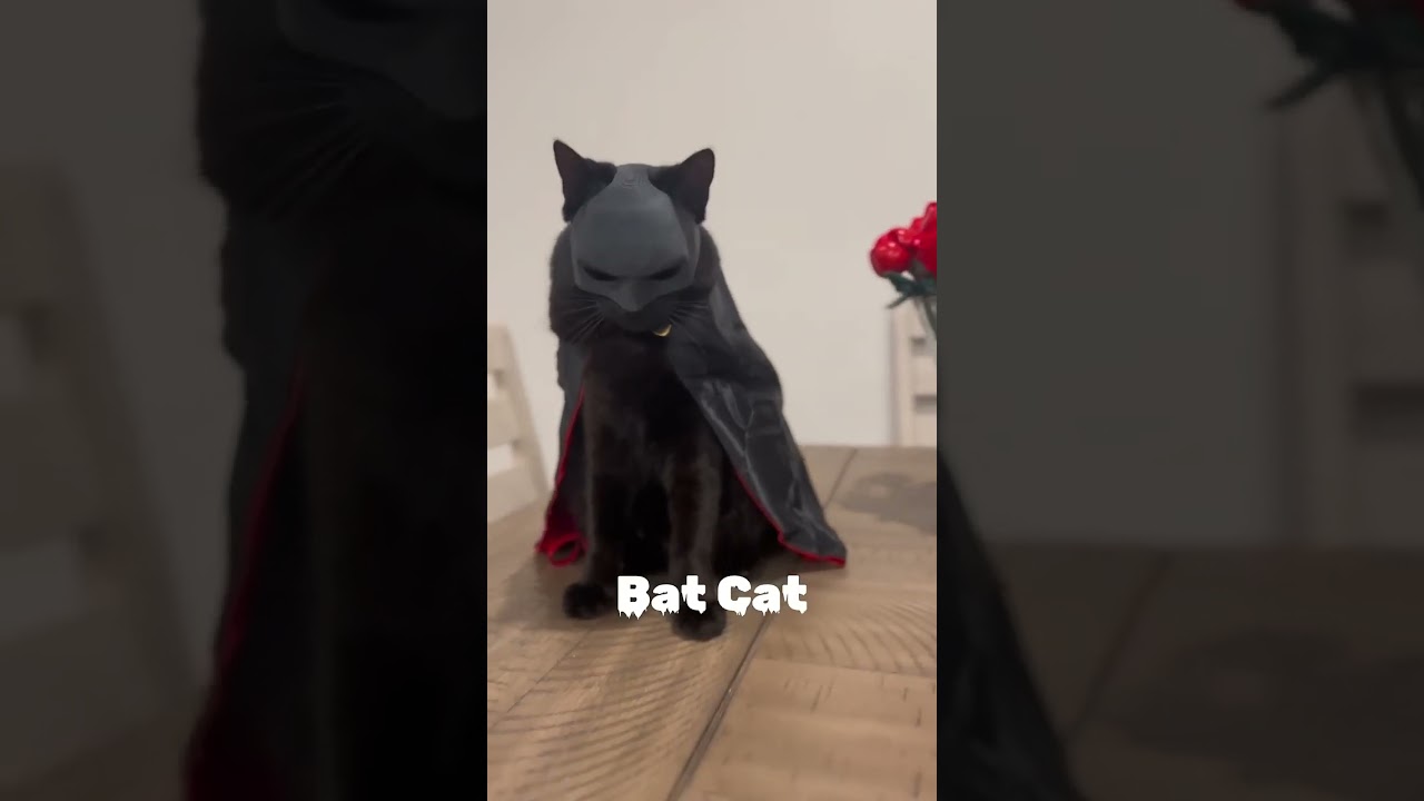 Znalazłem prawdziwego kota Batmana, oto nietoperz #kot #nietoperz #batman #kotnietoperz #zwierzęta #koty #kociespodenki