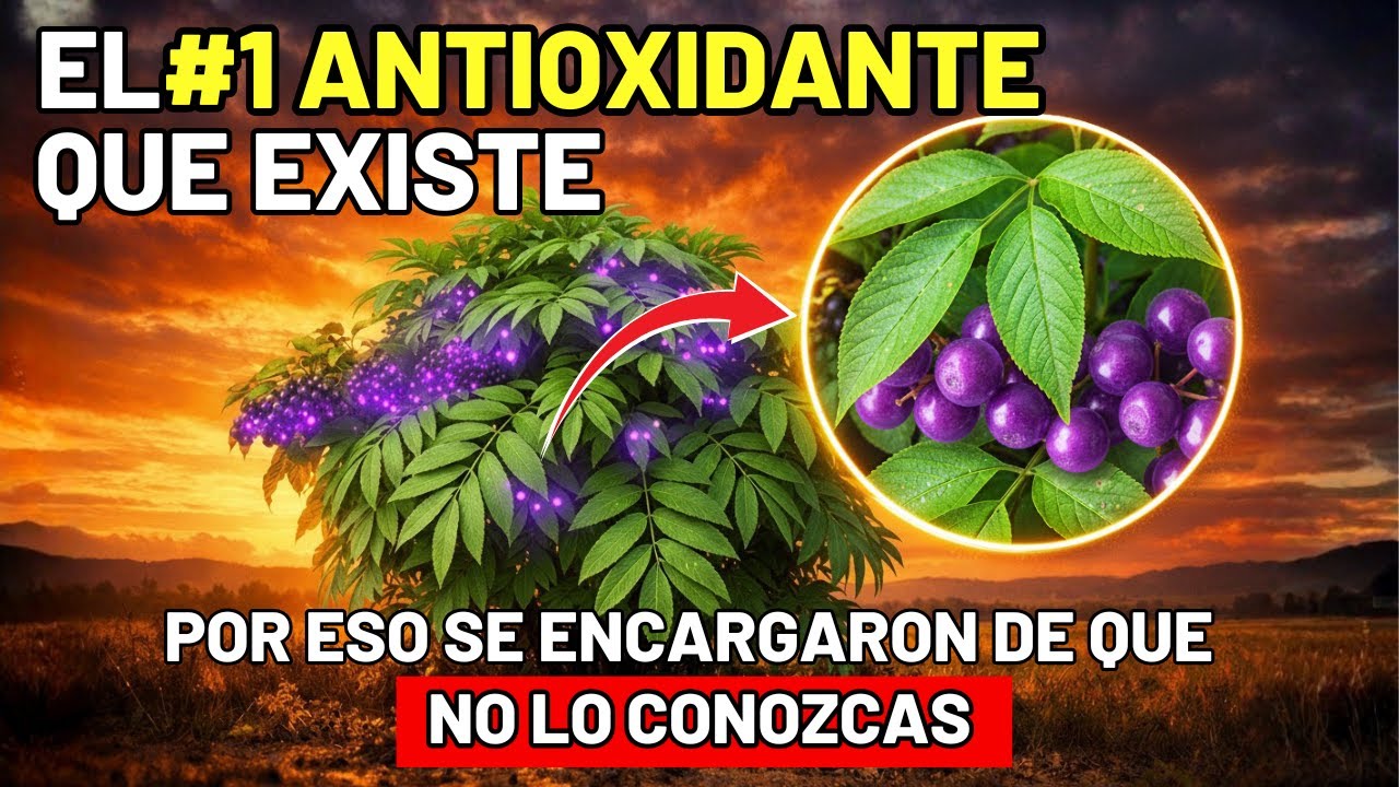 Mejor Que Los Arándanos  El Antioxidante Más Rico Jamás Registrado ¿Por Qué No Lo Sabías