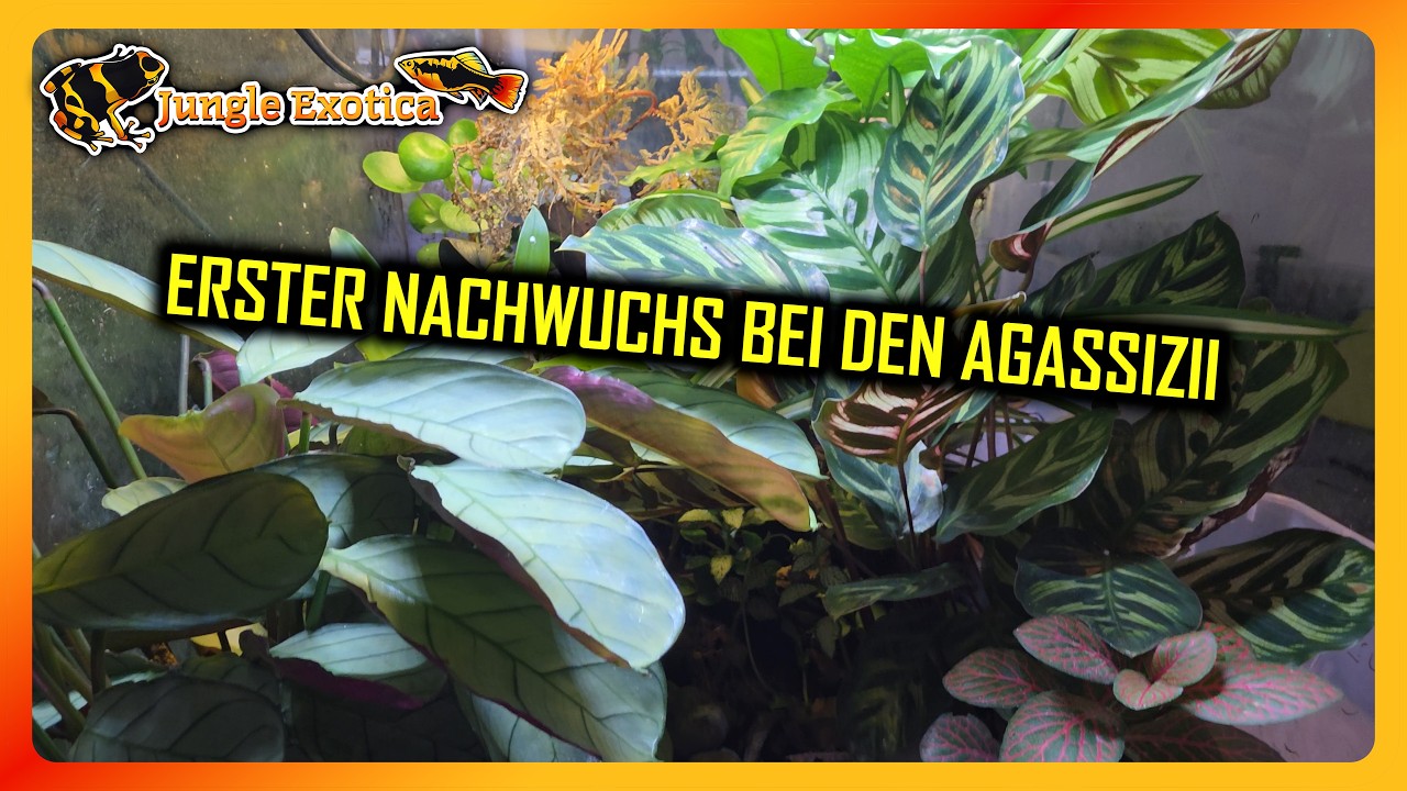 Erster Nachwuchs bei den jungen Agassizii | Wochen-Update #78 | Jungle Exotica