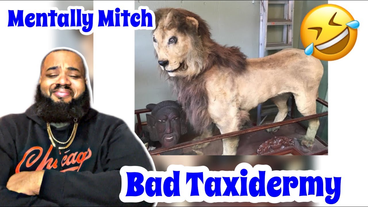 Mentally Mitch - Bad Taxidermy | REACTION | TRY NOT TO LAUGH
