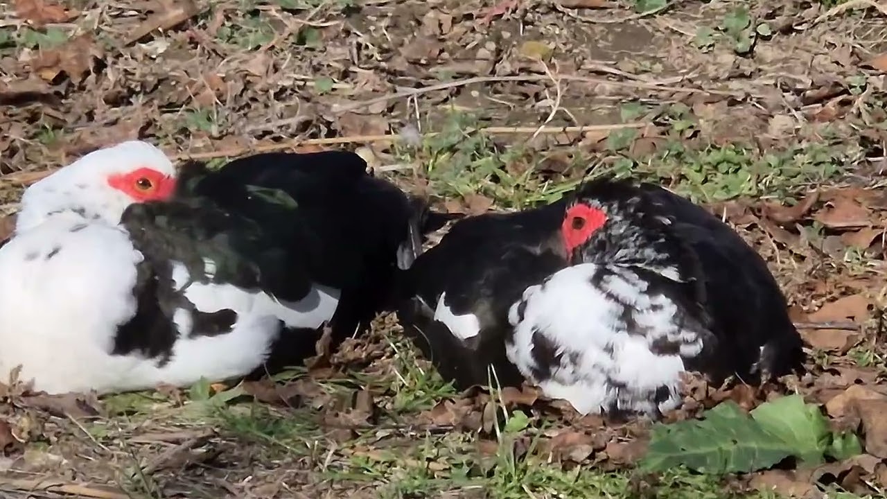 Boboteaza la Seimenii Mici, Constanta