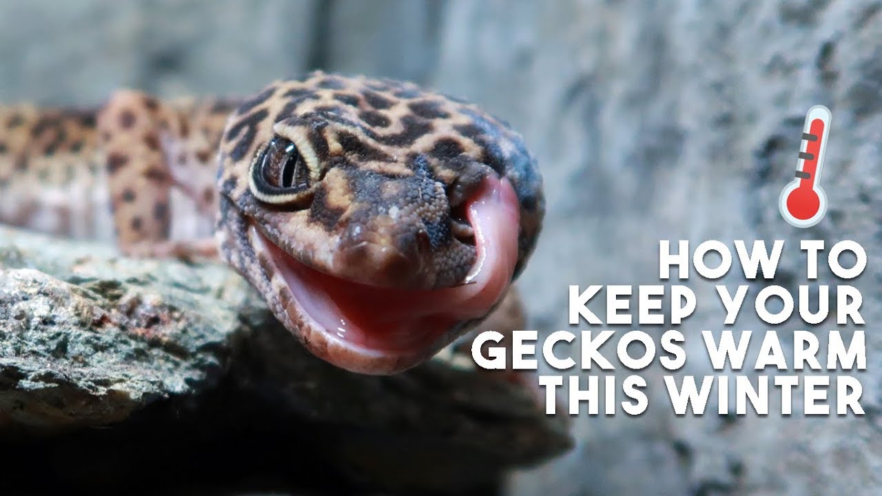 How To Keep Your Reptiles Warm In Cold Weather