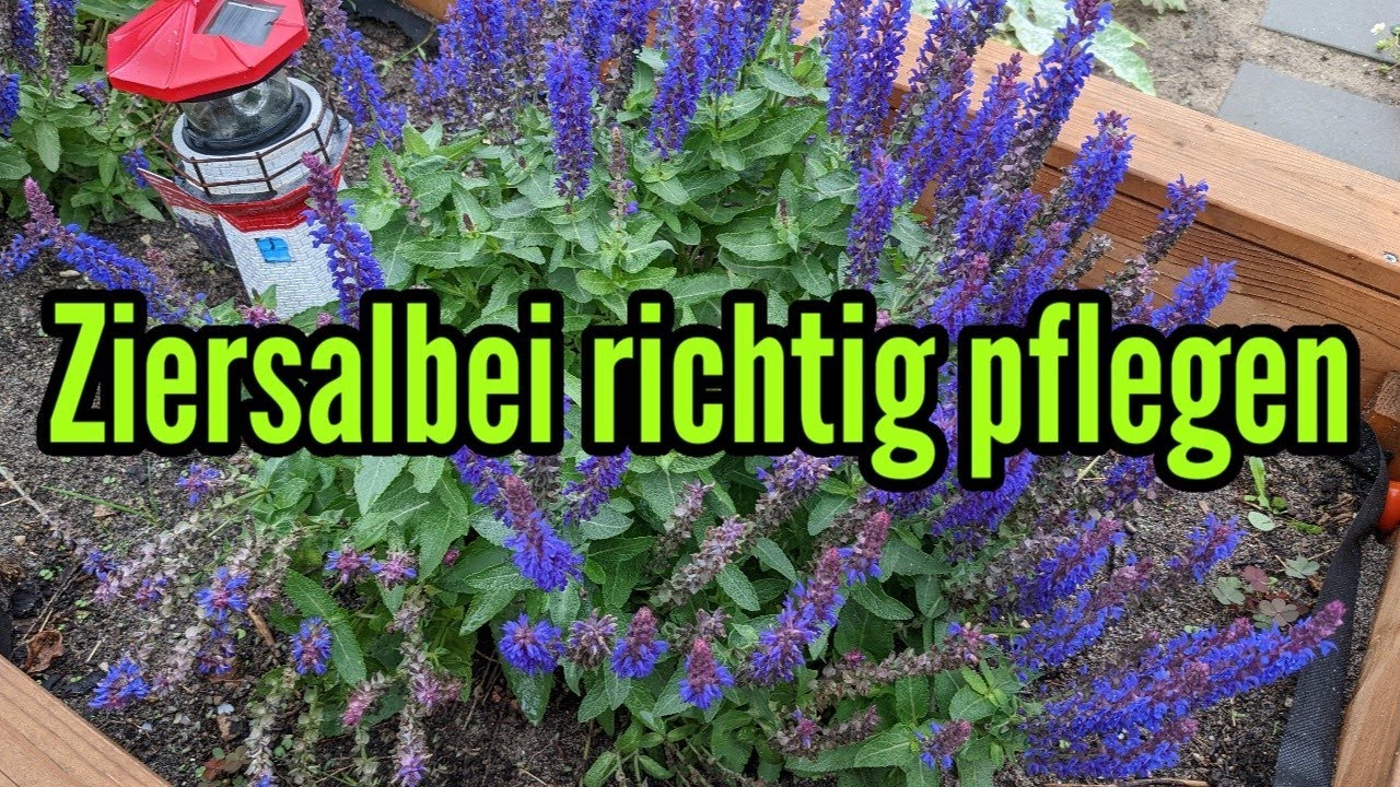Ziersalbei pflegen gießen düngen schneiden Standort vermehren überwintern Salvia guaranitica