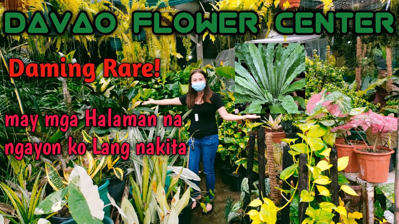 Davao Flower Center/Daming Cactus at Rare plants /Tisay Collection