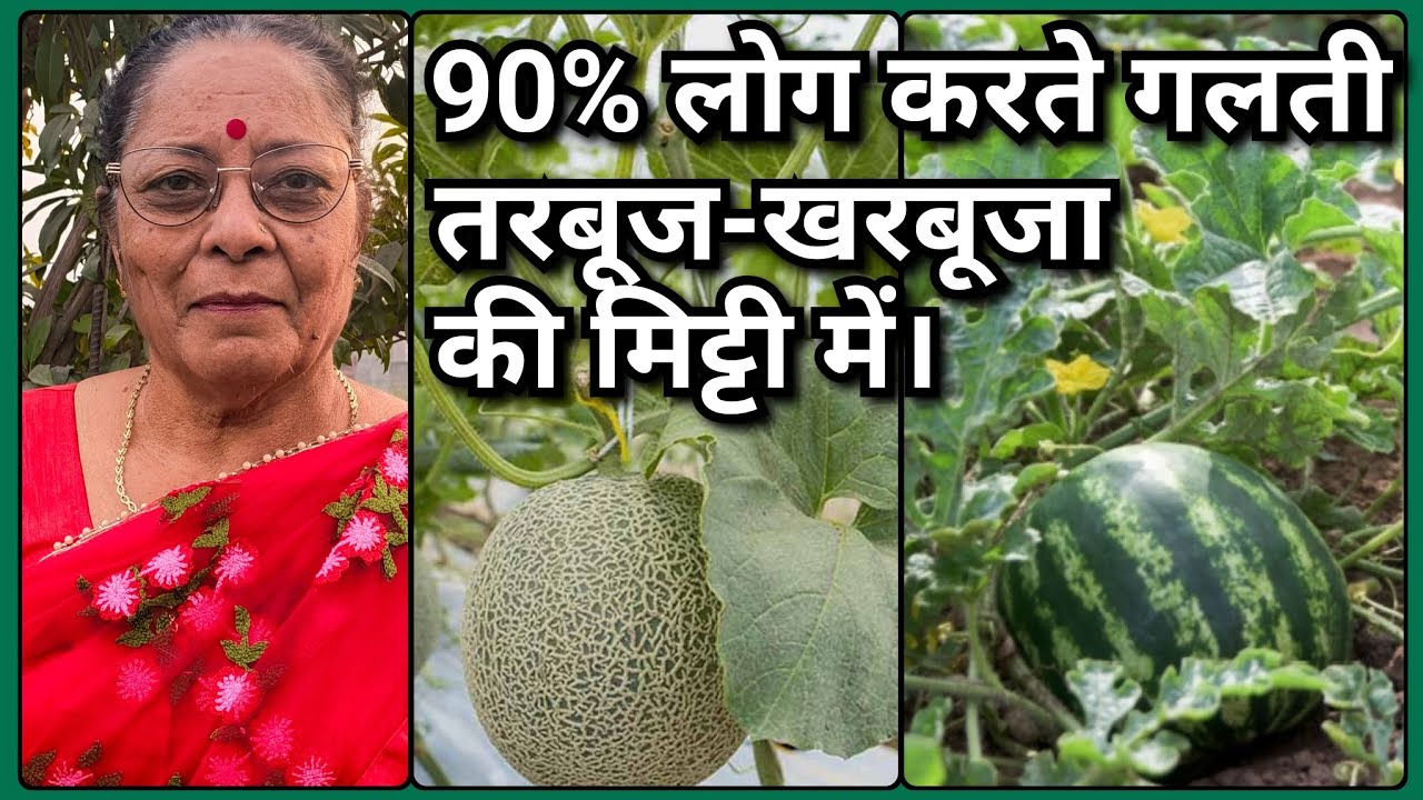गमले में तरबूज और खरबूजा कैसी मिट्टी में लगाएं | 90% लोग सॉइल मिक्स में करते हैं गलती