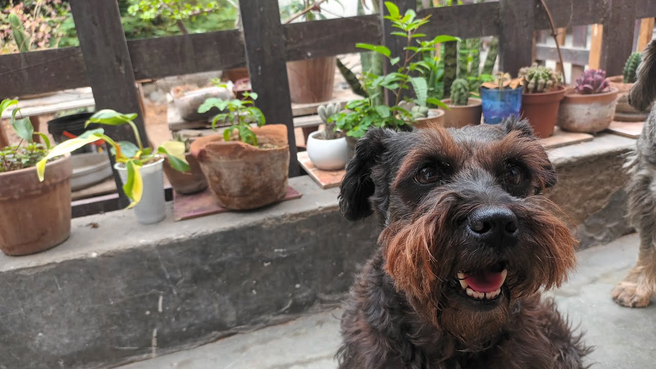 En el jard&iacute;n  🍀🌵🐕🐈 #siempreverde