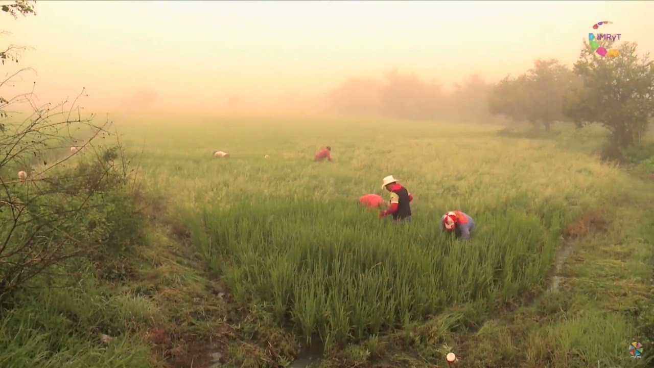 Documental Arroz de Morelos