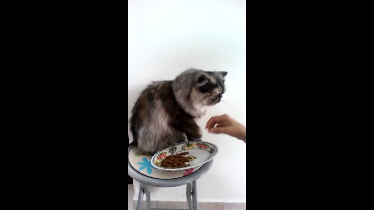 Mi gato no come s&oacute;lo