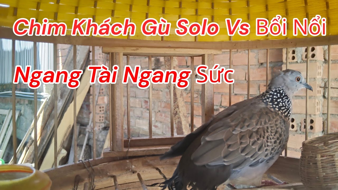 Chim Cu G&aacute;y Chim Đ&atilde; L&ecirc;n Kh&aacute;ch Nặng G&ugrave; solo Vs Bổi Nổi Đồng H&uacute;