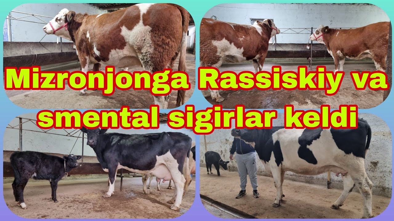 Mizrobjonga yangi partiya mollar keldi. Smentallar rassiskiy sigirlar 28 ноября 2024 г.