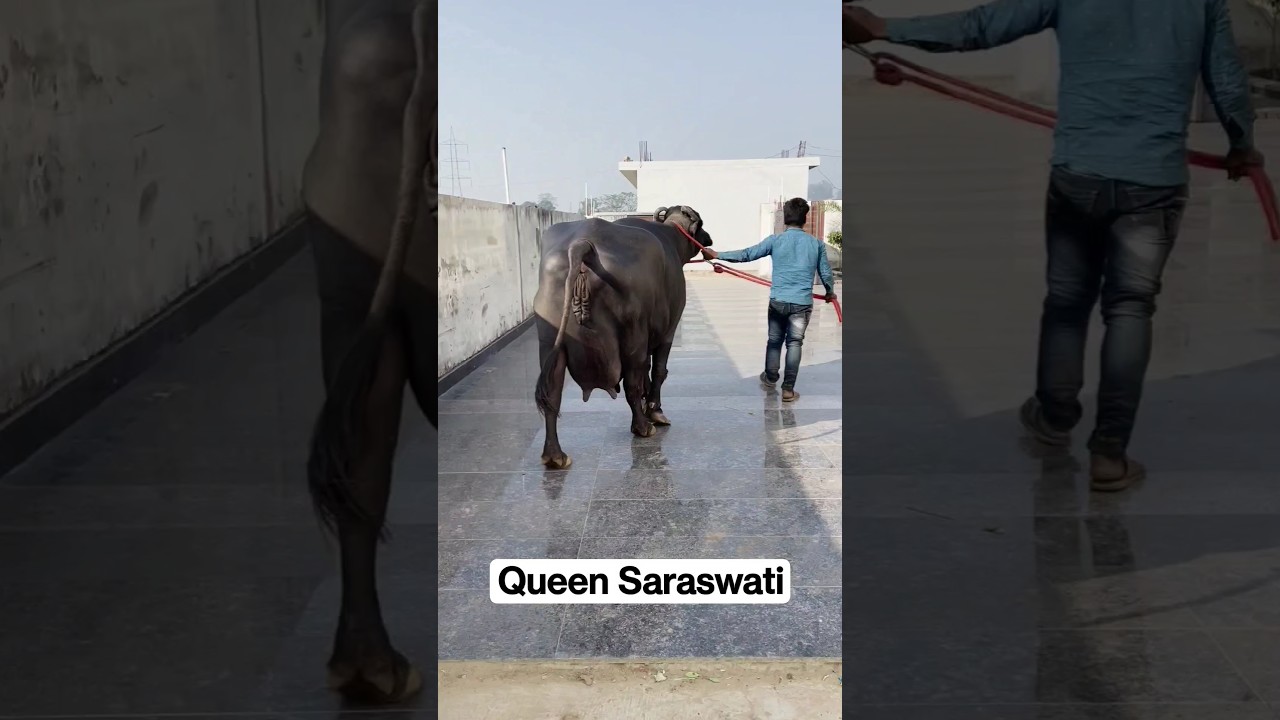The Legendary Buffalo Queen Saraswati ❤️