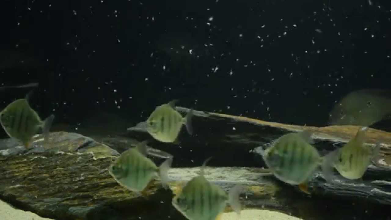 059 Retroculus Lapidifer Geophagus Argryrostictus and Metynnis Fasciatus