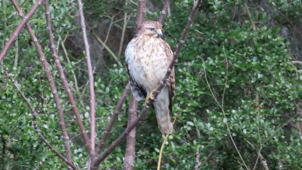 Red-Shouldered Hawk in tree at Savannah Wildlife Refuge