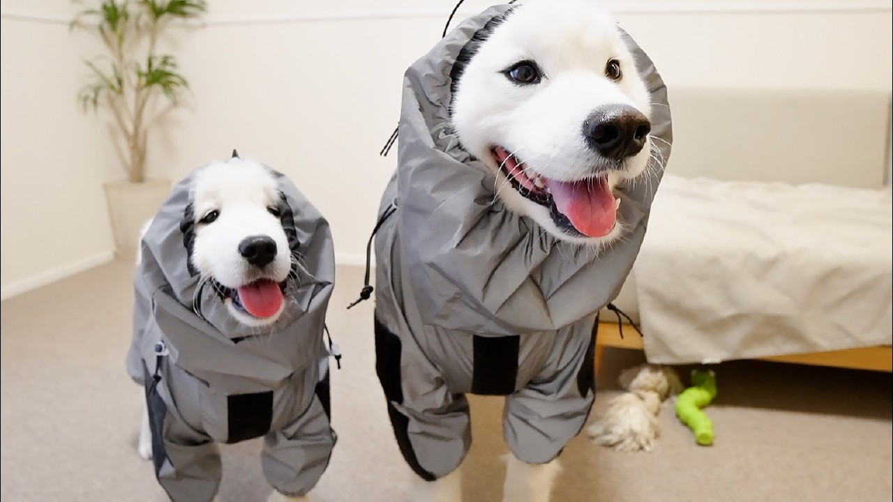初めての雨散歩でやんちゃっぷりを発揮する子犬といつも通り絶望する先住犬の様子がおもしろすぎました…！