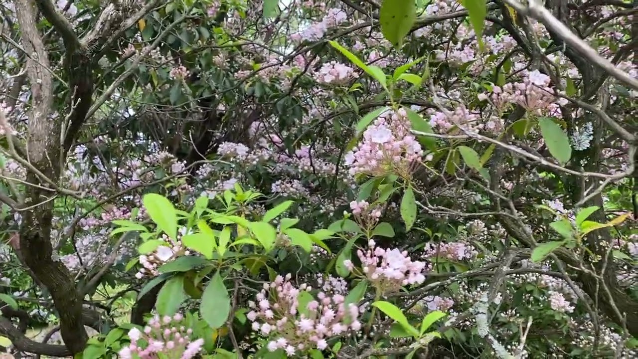 Kalmia latifolia - Mt Laurel - Eva Monheim 2025 05 20 