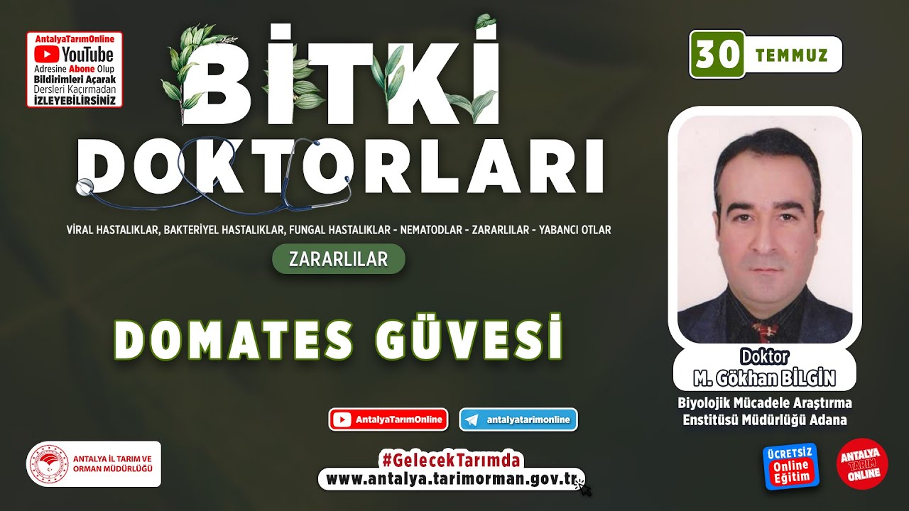Bitki Doktorları 23 - Domates Güvesi ( Tuta absoluta ( Meyrick )) ve Mücadelesi
