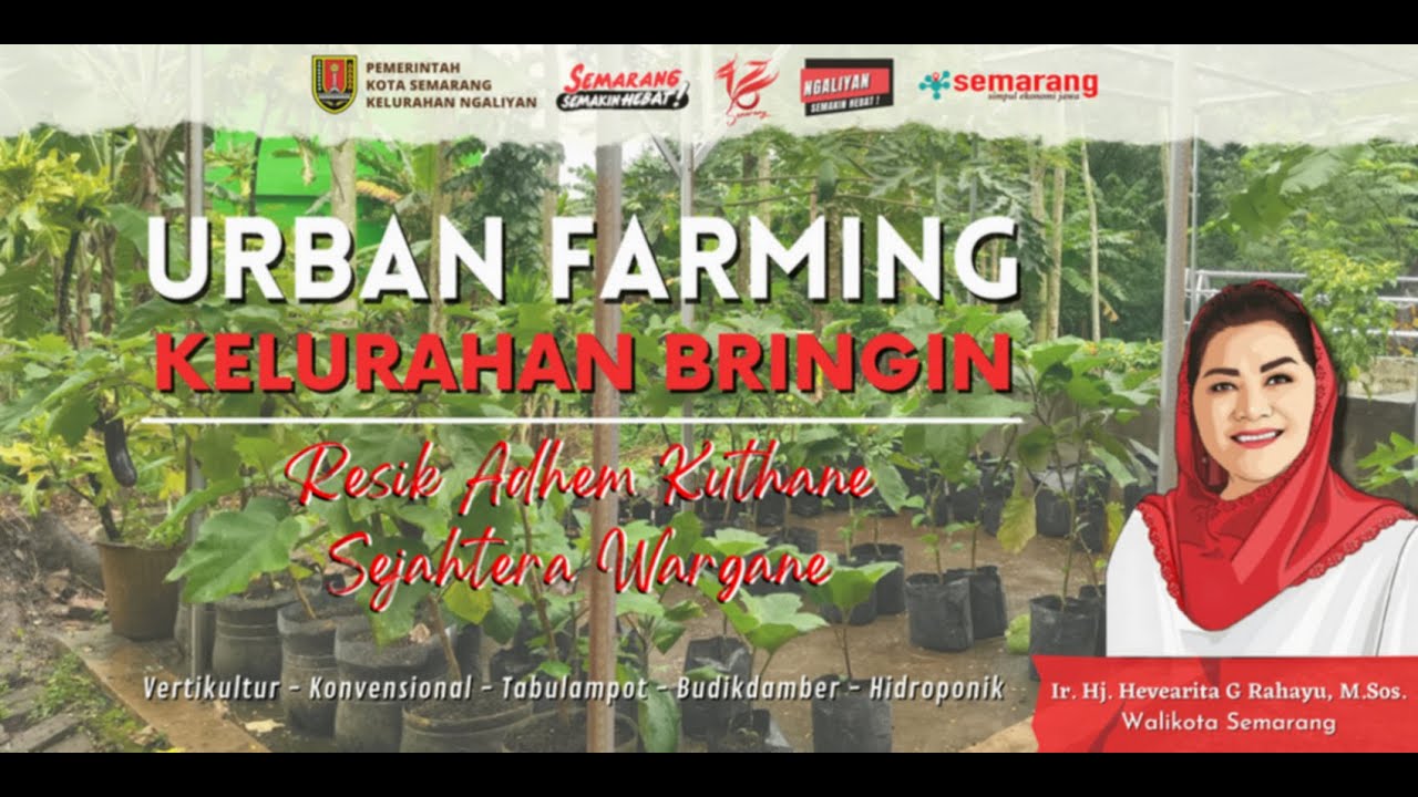 Urban Farming Champion Kelurahan Bringin - KWT Merdeka Selatan - KWT Pandana Tangguh