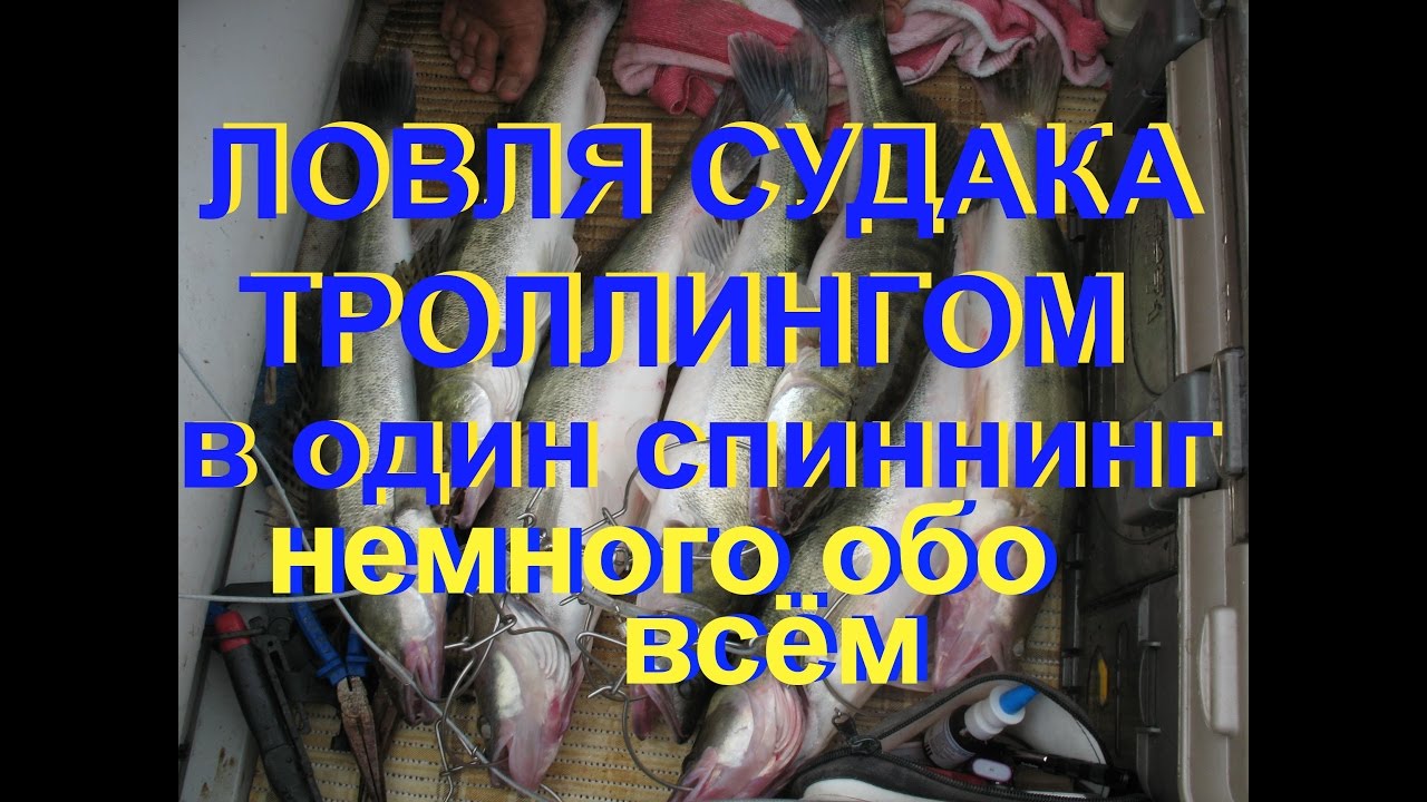 Ловля судака, советы бывалых. Ловля троллингом. Ловля на дорожку. Река Ахтуба,  как поймать судака.