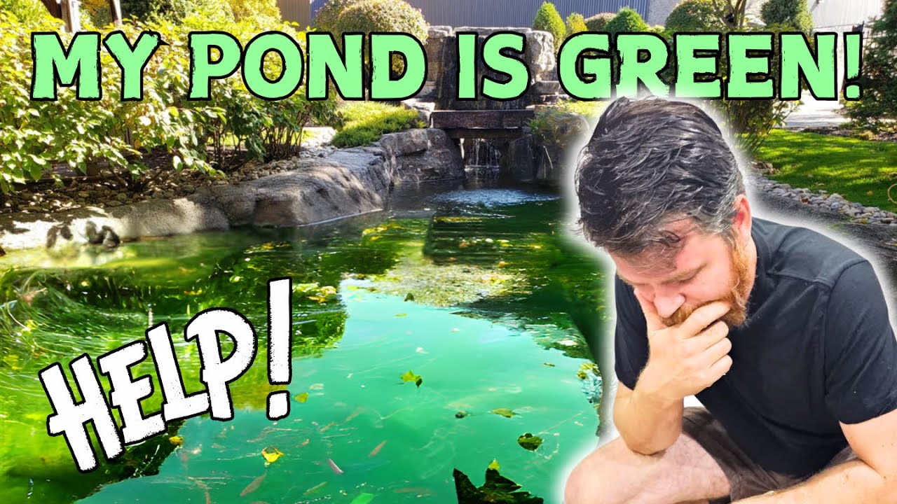 Why Is My Pond Green?  | Natural Ways To Clear Water & Prevention