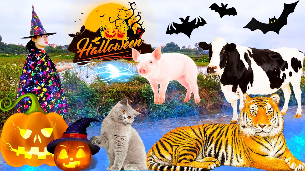 Changcady hóa thân phù thủy và bắt các con vật: con bò, con hổ, con lợn đi chơi Halloween - Part 316