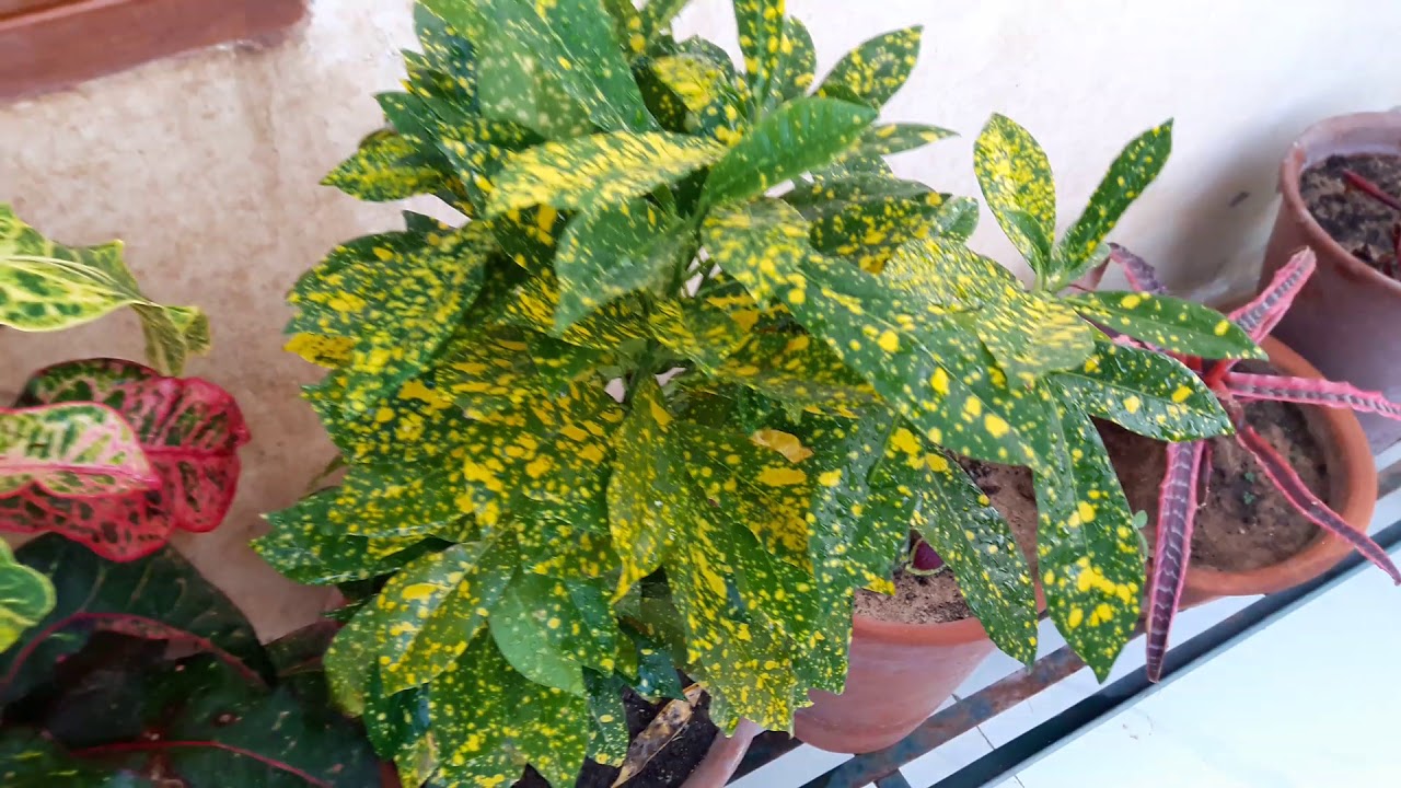 How to Grow and Care Croton Plant || Fun Gardening || 12 Sep, 2017