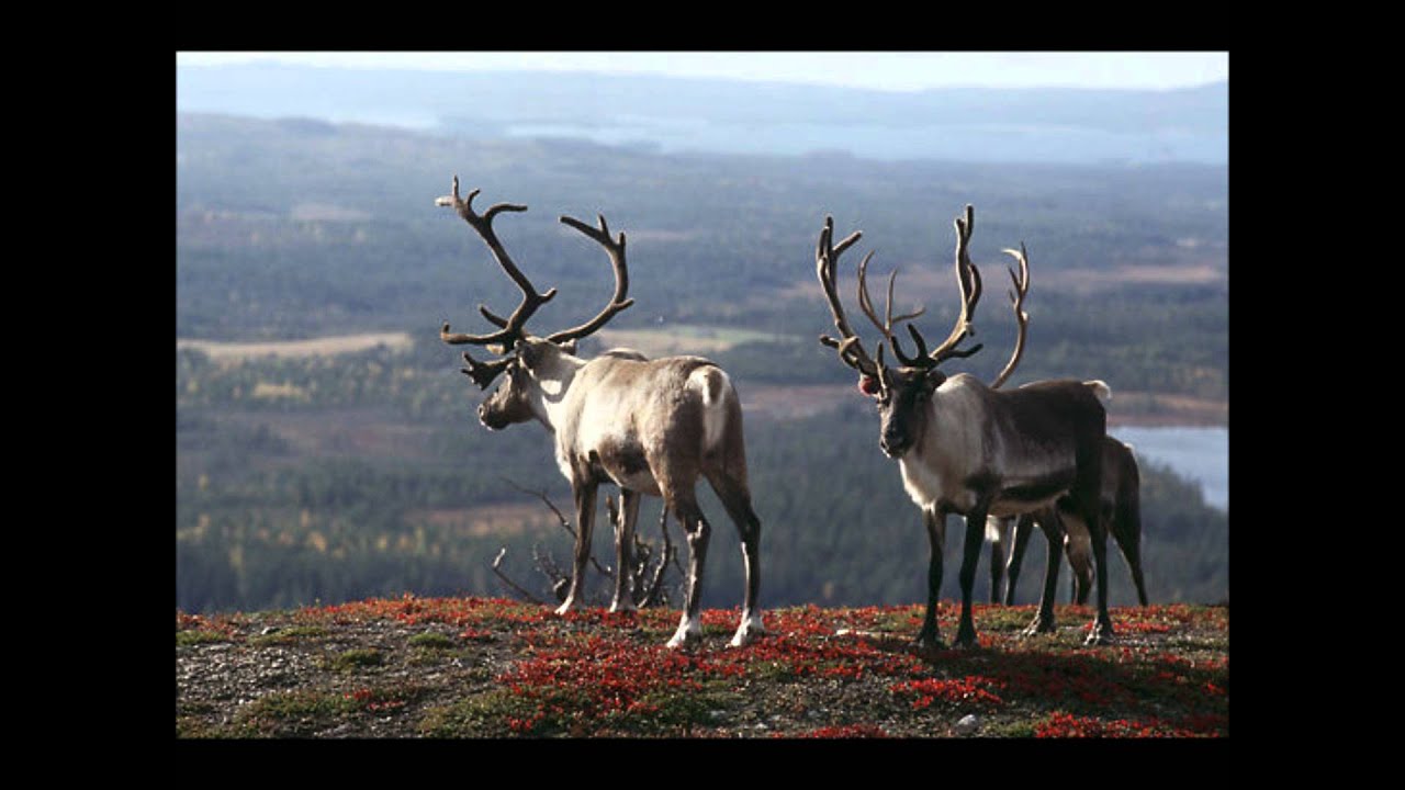 Nightwish - Lappi (Lyrics&Translation)