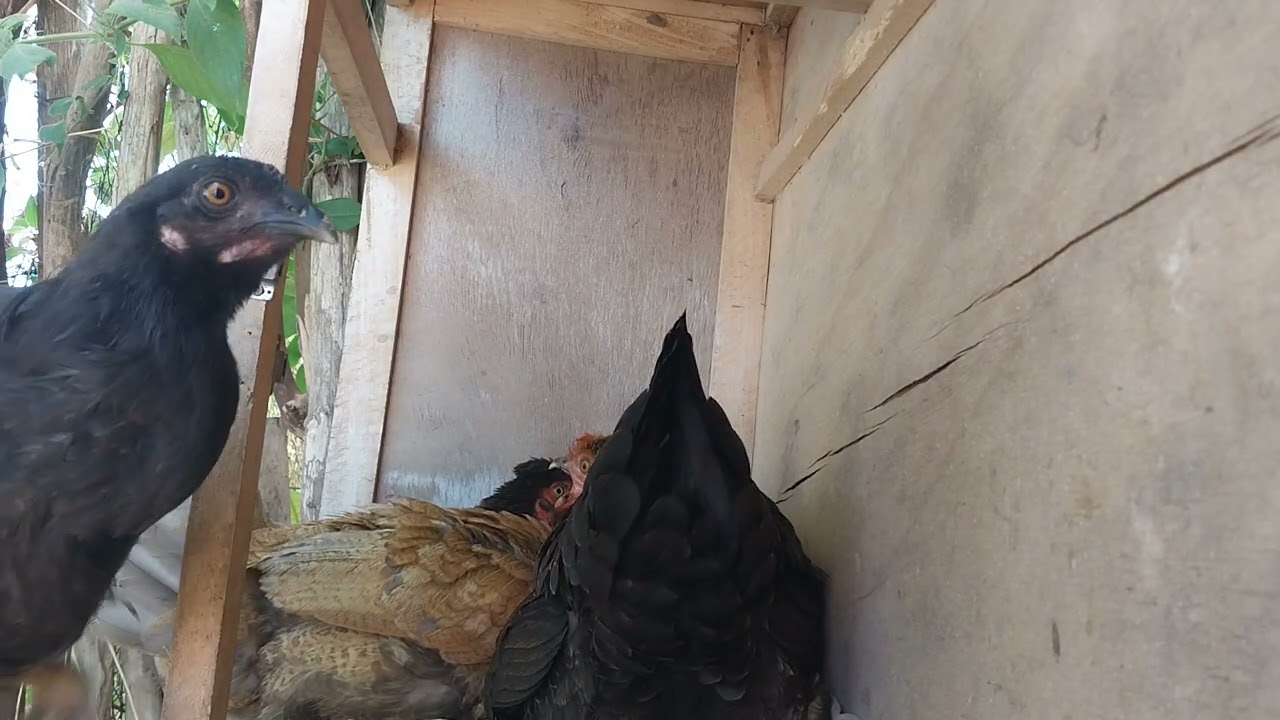 AS DUAS GALINHAS CHOCAS NO MESMO NINHO E CHEGARAM MAS GALINHAS 