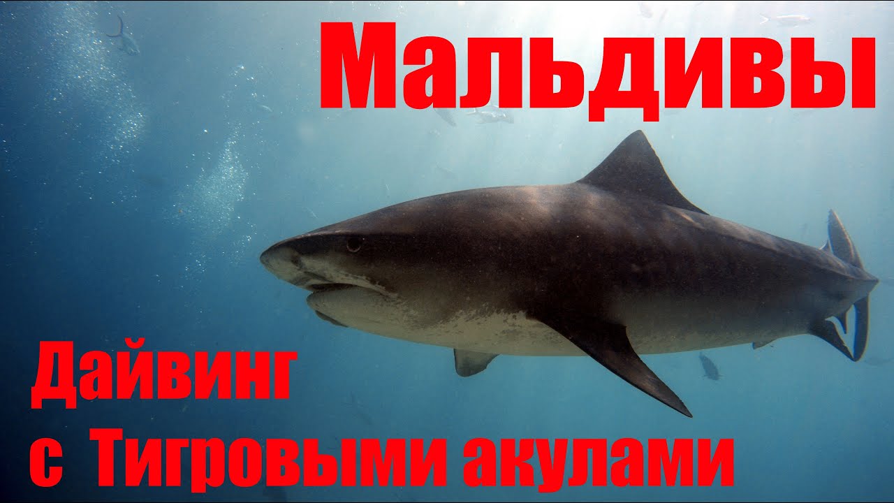 #акулы #Мальдивы #дайвингсакулами #shark Дайвинг с Тигровыми акулами