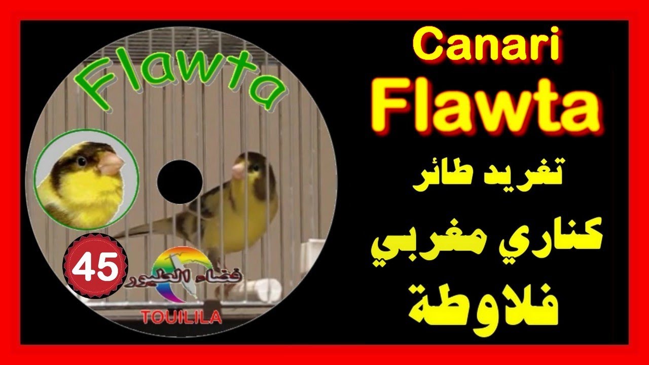 تغريد طائر كناري فلاوطة  لتسميع الفراخِِ Canari Flawta maroc
