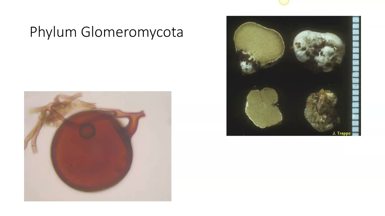 Glomeromycota